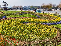 绝美花海！25万株郁金香扮靓金凤广场
