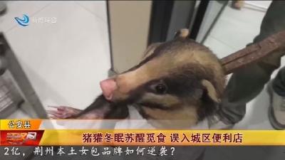猪獾冬眠苏醒觅食   误入城区便利店