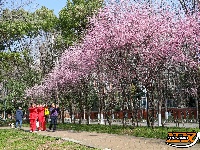 图集 | 荆襄河湿地公园春花烂漫 踏春赏景正当时