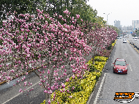 图集 | 荆州春色满城 玉兰、梅花竞相盛放