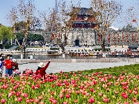 绝美花海！25万株郁金香扮靓金凤广场
