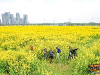 长江大学油菜花海绽放 市民打卡享春日美好时光