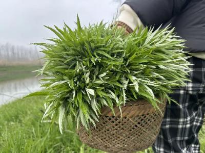 答应我，春天一定要去采藜蒿~