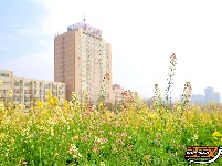 长江大学油菜花海绽放 市民打卡享春日美好时光