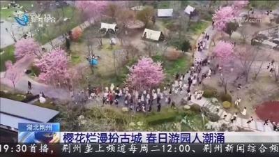樱花烂漫扮古城   春日游园人潮涌