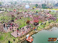 江陵六合垸：樱花谷游园会，一场春日里的浪漫奔赴