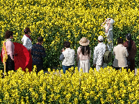 油菜花开金灿灿 乡村美景如画来