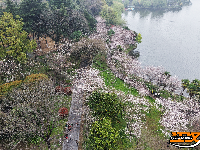 图集 | 粉白樱花醉枝头 赏花踏青正当时