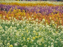 荆州区马山镇：千彩泼墨 绣出田园诗境
