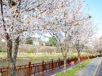  图集 | 荆州老南门：千年古城邂逅樱花盛景