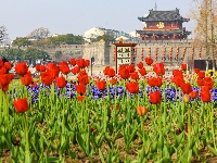 绝美花海！25万株郁金香扮靓金凤广场
