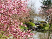 浅山樱花正烂漫