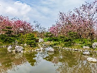 浅山樱花正烂漫