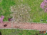 江陵六合垸：樱花谷游园会，一场春日里的浪漫奔赴