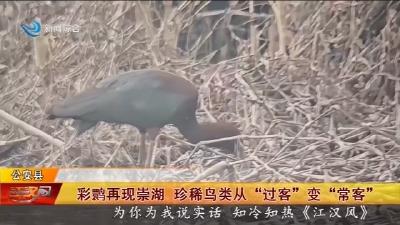 彩鹮再现崇湖   珍稀鸟类从 “过客” 变 “常客”