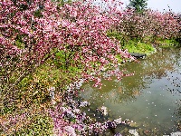 浅山樱花正烂漫