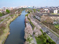  图集 | 荆州老南门：千年古城邂逅樱花盛景