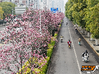 图集 | 荆州春色满城 玉兰、梅花竞相盛放