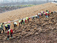 荆江大堤盐卡闸段绿化焕新颜