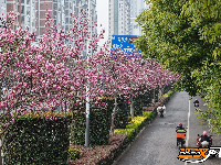 图集 | 荆州春色满城 玉兰、梅花竞相盛放