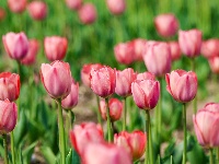 绝美花海！25万株郁金香扮靓金凤广场
