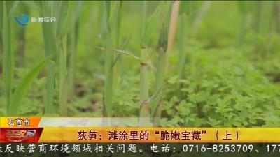 荻笋:滩涂里的“脆嫩宝藏”(上)