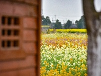 荆州区马山镇：千彩泼墨 绣出田园诗境
