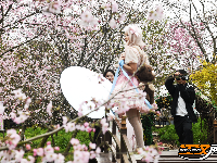 “花漾八岭山，打卡春天里”浅山樱花草坪音乐会引爆乡村游