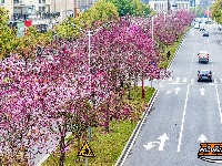 图集 | 紫荆绚烂 春意盎然