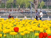 绝美花海！25万株郁金香扮靓金凤广场
