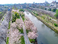  图集 | 荆州老南门：千年古城邂逅樱花盛景