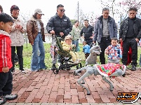 江陵六合垸：樱花谷游园会，一场春日里的浪漫奔赴