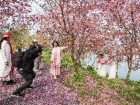 浅山樱花正烂漫