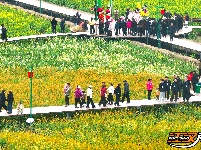 图集 | 洪湖油菜花开带火乡村游