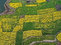 荆州：春到阴湘城