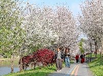  图集 | 荆州老南门：千年古城邂逅樱花盛景