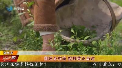 荆州乡村美   挖野菜正当时