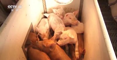 猪价，创历史新低