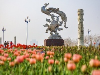 绝美花海！25万株郁金香扮靓金凤广场
