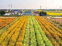荆州区马山镇：千彩泼墨 绣出田园诗境
