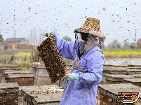 逐花之路：养蜂夫妻的“甜蜜事业”