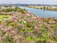 浅山樱花正烂漫