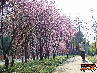 图集 | 荆襄河湿地公园春花烂漫 踏春赏景正当时