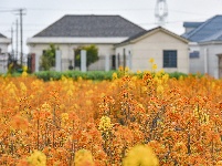 荆州区马山镇：千彩泼墨 绣出田园诗境
