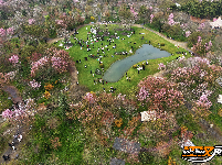 “花漾八岭山，打卡春天里”浅山樱花草坪音乐会引爆乡村游