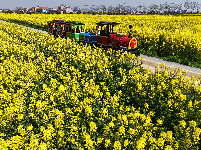 油菜花开金灿灿 乡村美景如画来