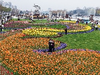 闻“香”欲醉 魅力荆州 万人赏花 与你相约金凤广场25万株郁金香芳香迷人