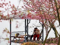 浅山樱花正烂漫