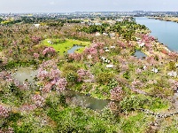 浅山樱花正烂漫