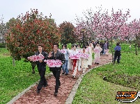 江陵六合垸：樱花谷游园会，一场春日里的浪漫奔赴